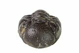 Wide, Enrolled Austerops Trilobite - Morocco #156985-2